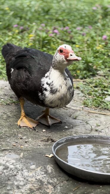 Ördəklər: Muscovy ördəyi (indoutka) – qarışıq qara-ağ lələklər, qırmızı karnizli — 6