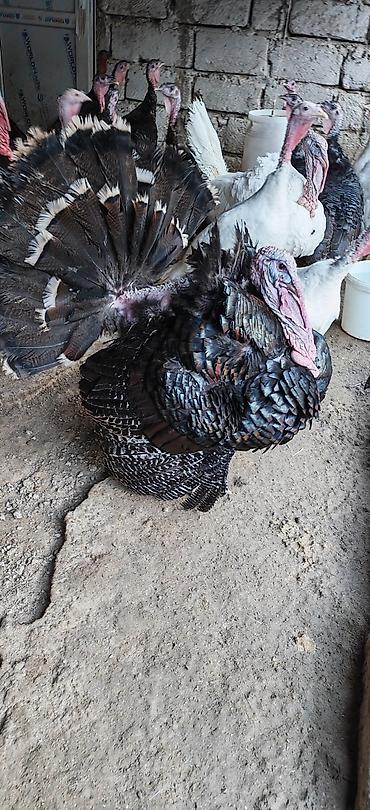 amerkan akita: Erkək, Kanada, Damazlıq, Ünvandan götürmə — 3