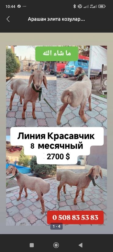 шприц для животных: Продаю | Баран (самец) | Арашан | Для разведения | Племенные, Осеменитель