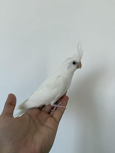 kirpi ne yeyir: Nymph (Cockatiel) papağanları – müxtəlif rəng mutasiyaları Təsvir: - — 8