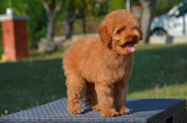 Psi: Patuljasta pudla, muški štenci Odgajivačnica "Team AS Trajkovic" u — 13