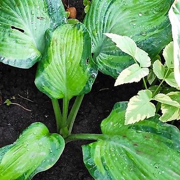 Hydrangea saplings & cuttings: Садовые цветы — 6