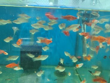 Balıqlar: Quppi, Sülhsevər, Ünvandan götürmə, Ödənişli çatdırılma — 6