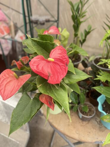 Другие услуги: Продаю цветы😍 Очень много разных 🪴🎋🍃🌱 Антуриумы Спатифиллум Алоказия — 2