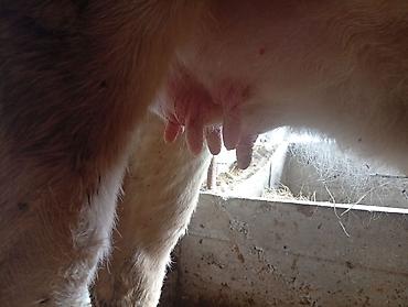 Коровы, быки: Продаю | Корова (самка) | Полукровка | Для молока | Привязанные — 7