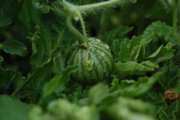 Другие услуги: Ищу бизнес партнера, инвестора, для выращивания овощей (открытый — 23