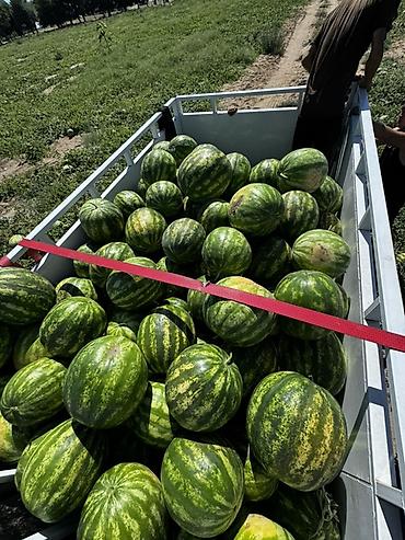 Арбузы Оптом at lalafo.kg Арбузы Оптом