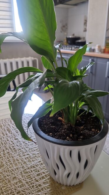 Драцены и Сансевиерии: Распродажа цветов долларовое дерево в красивых горшках отлично — 26