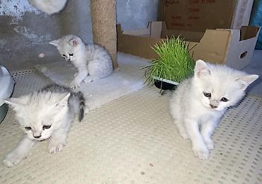 сфинкс котята купить: Котята серебристого окраса ( Скоттиш-страйт) с яркими голубыми — 3