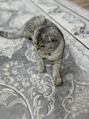 Продажа кошек: Скотиш Фолд (Шотландская вислоухая), 10 месяцев, Мальчик, Проглистована, Приучена к лотку — 9