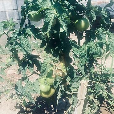 Долгосрочная аренда домов: 80 м², 4 комнаты, Утепленный, Забор, огорожен — 13