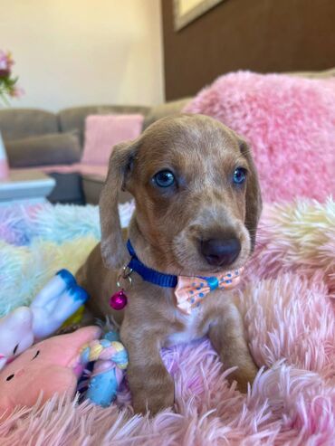 choker ogrlice koma: Registrovana odgajivacnica pasa "Happy Puppies” ima u ponudi stence