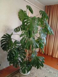 дренажные насосы: Монстерлер