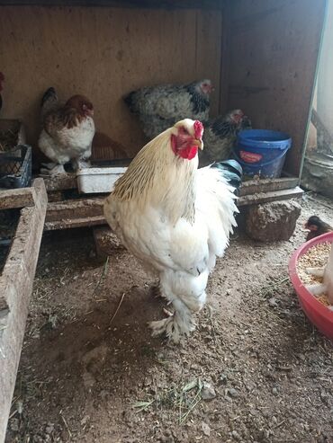 brama cucələri: Xoruz, Brama, il: 1, Ünvandan götürmə
