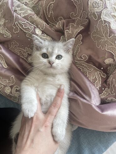 Pişiklər: Şinşilla, Erkək, Cütləşmə üçün -da lalafo.az — 9 Pişiklər: Şinşilla, Erkək, Cütləşmə üçün — 9