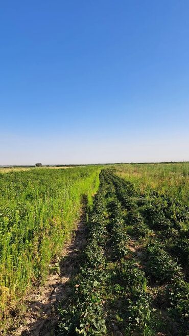 продаю дом с новопавловка: 100 соток, Айыл чарба үчүн