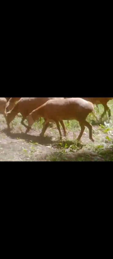коза заненская: Продаю | Овца (самка), Ягненок | Арашан | Для разведения | Ярка