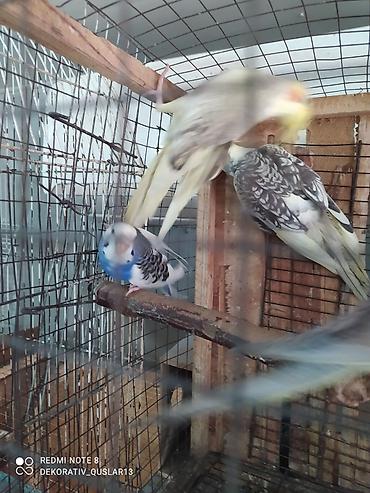 Tutuquşları: Salam. TAM SAĞLAM VİTAMİNLƏR PROFESSİONAL BİT DƏRMANİ VURULUB VƏ — 5