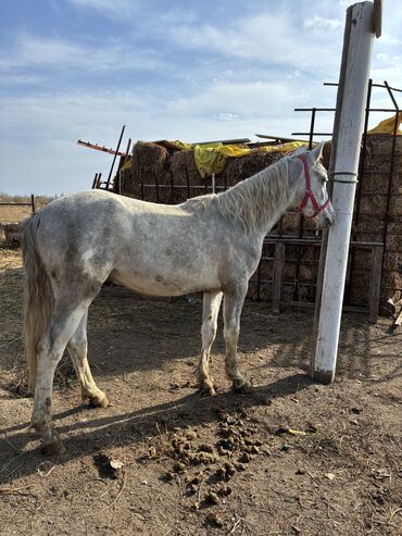 Лошади, кони: Продаю | Жеребец | Конный спорт — 14