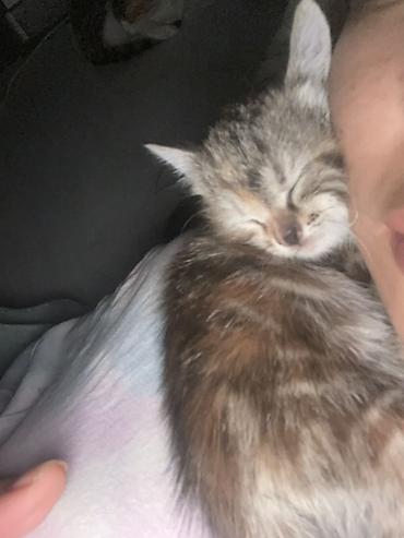 бархатные котята: Бесплатно мальчик 
Котёнок тигрового окраса — 1