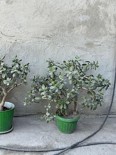 саженцы кокон гилас: Толстянка (денежное дерево) в горшках. - Сорт: Crassula ovata — 1