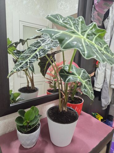 доброй плаза: Комнатное растение Алоказия Полли (Alocasia Polly) в белом горшке. Это