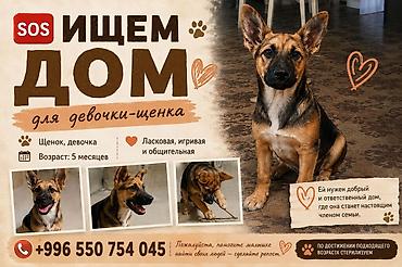 Отдам даром собаку: Собака даром: Дворняжка, 5 месяцев, Самка — 1