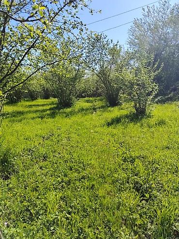 Torpaq sahələrinin satışı: 20 sot, Tikinti, Mülkiyyətçi, Kupça (Çıxarış) — 11
