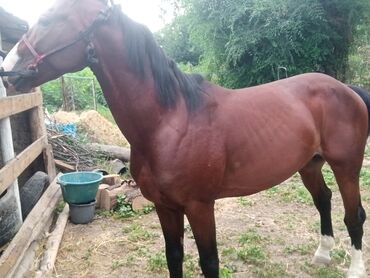 Лошади, кони: Продаю | Жеребец | Конный спорт, Для разведения, Рабочий | Племенные, Осеменитель, Мерин — 9