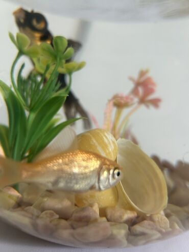 Balıqlar: Qızıl balıq, Sülhsevər, Pulsuz çatdırılma -da lalafo.az — 4 Balıqlar: Qızıl balıq, Sülhsevər, Pulsuz çatdırılma — 4