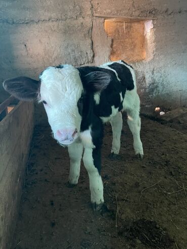 Коровы, быки: Продаю | Музоо, торпок | Полукровка | На откорм — 4