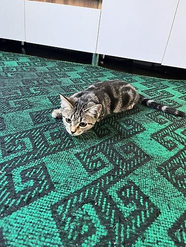 кошка мальчик: 4 месяца, Девочка, С прививками, Метис, Приучена к лотку — 5