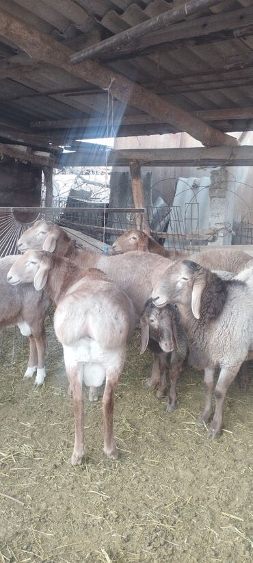 Бараны, овцы: Продаю | Баран (самец) | Полукровка | Осеменитель — 2