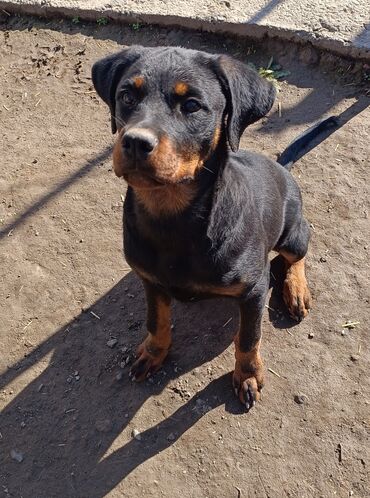 акустические системы triangle elara колонка в виде собак: Ротвейлер, 6 айлык, Ургаачы, Эмделген, Ит тегин тастыктоочу документ