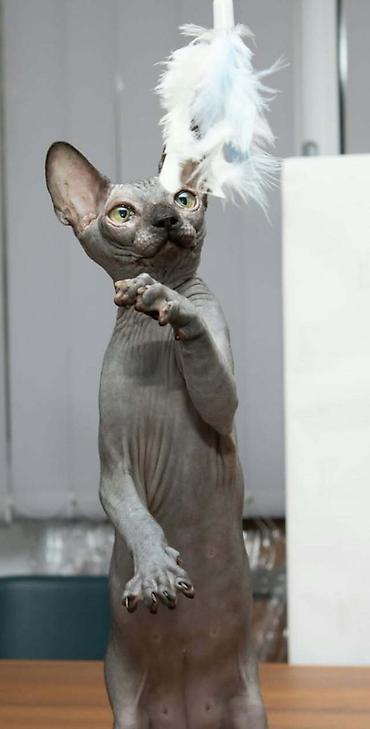 Mačke: Neobična lepota, nežan karakter i posebna povezanost – Sphynx mačke — 4