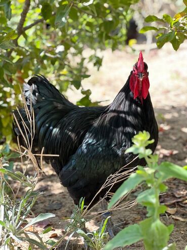 Xoruzlar: Xoruz, il: 1, Pulsuz çatdırılma — 8