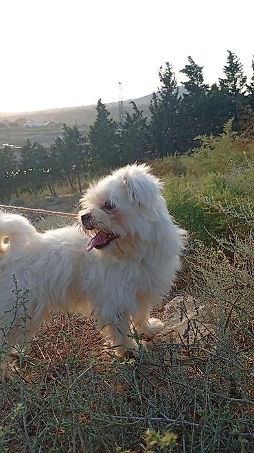 maltese terrier fiyat: Malta bolonka, 1 il, Dişi, Cütləşmə üçün, Ünvandan götürmə — 2