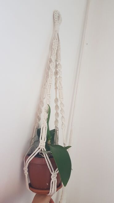 бамбук растение: Кашпо макрамэ, а также сделаю другие дизайны из бежевого и белого