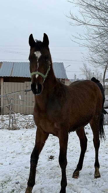 Лошади, кони: Продаю | Жеребец | Для разведения — 10