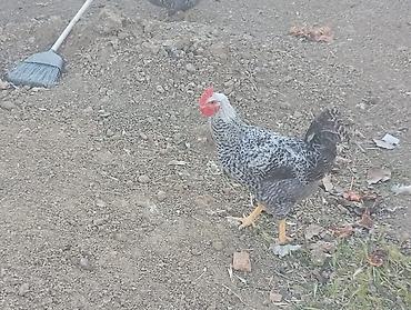 тап аз птицы: Məhsul: Yerli qarışıq cins toyuq və xoruzlar4 aylikdirlar Təsvir: - — 3