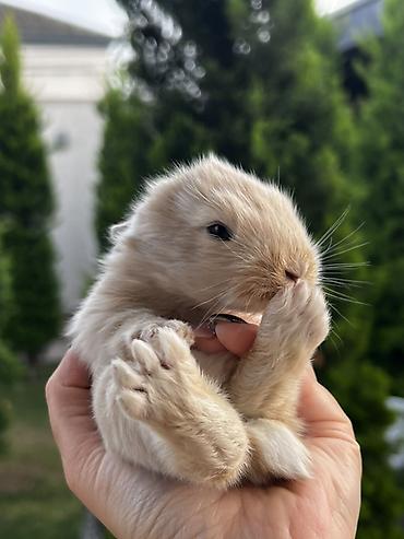su heyvanları: 1 aylıq holland balaca🐰 Kafes, yem qabı, su qabı və tualet qabı — — 4