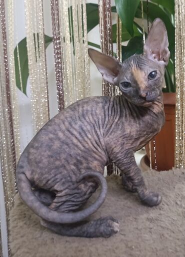 шотландская кошка скоттиш страйт: Котята донского сфинкса,шесть очаровательных девочек,ищут добрую и