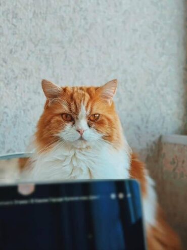 сколько стоят шотландские вислоухие кошки: Кошка даром: Скотиш Страйт (Шотландская прямоухая), 4 года, Мальчик, Приучена к лотку, Проглистована, С документами