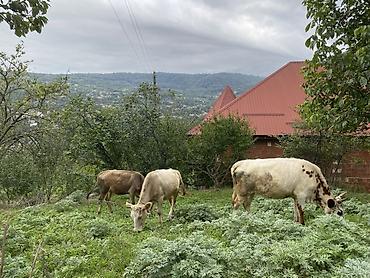 Dişi, il: 7, 65 kq, Südlük