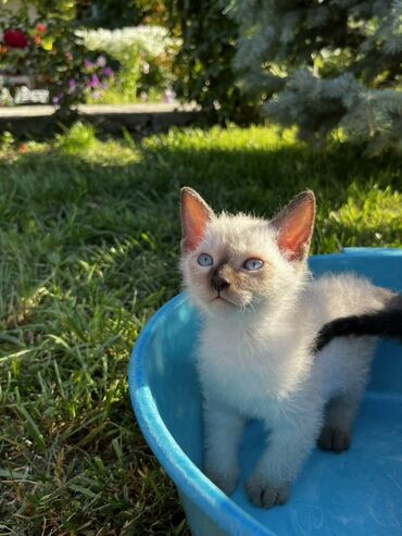 1 мальчик 2 котенка: Котята ищут любящих хозяев Мама Донской сфинкс браш, папа остается