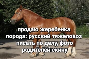 чистокровная кабыла: Продаю | Жеребенок | Для разведения, Рабочий | Племенные, Осеменитель