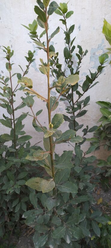 heyet ucun tametler: Məhsul: dəfnə (Laurus nobilis) – ədviyyat və dekorativ kollar Təsvir