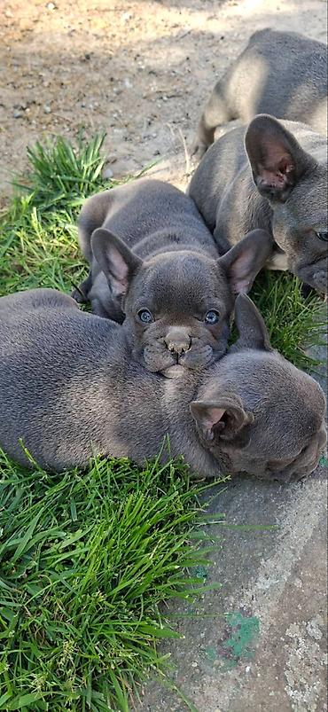 Psi: Francuski buldozi, rodjeni 4.3.2026, sky blue, vakcinisani uskoro — 1