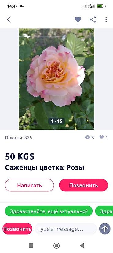 Садовые цветы и кустарники: Саженцы цветка: Розы — 12