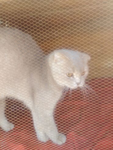 Pişiklər: Boz rəngdə ev pişikləri - Növ: ev pişiyi (qısa tüklü, boz/gümüşü rəng — 1